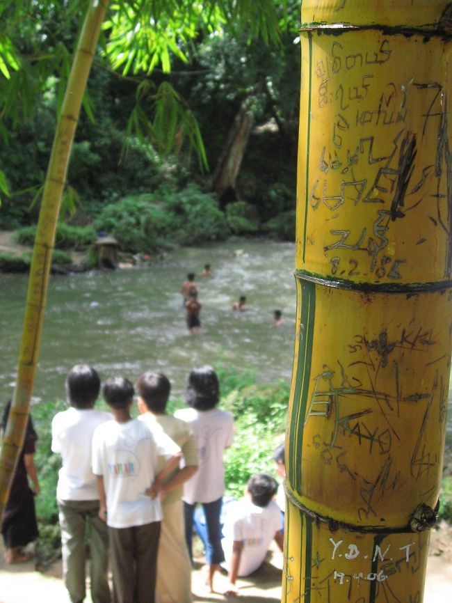 Bambusa vulgaris f.striata<br />日本では『キンシチク』と呼ばれているそうです。<br /><br />きれいな竹です。