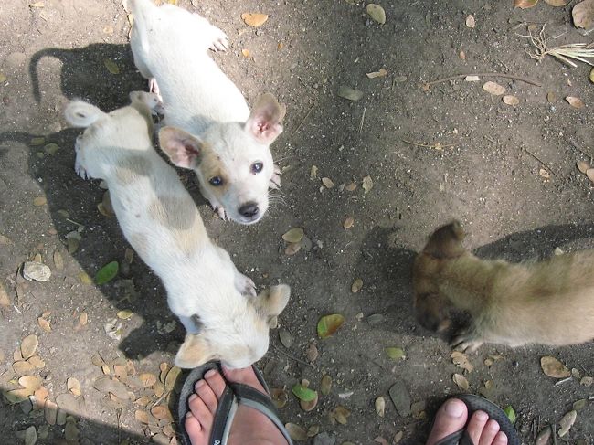 散歩のお供には不自由しない。<br /><br />仔犬や、