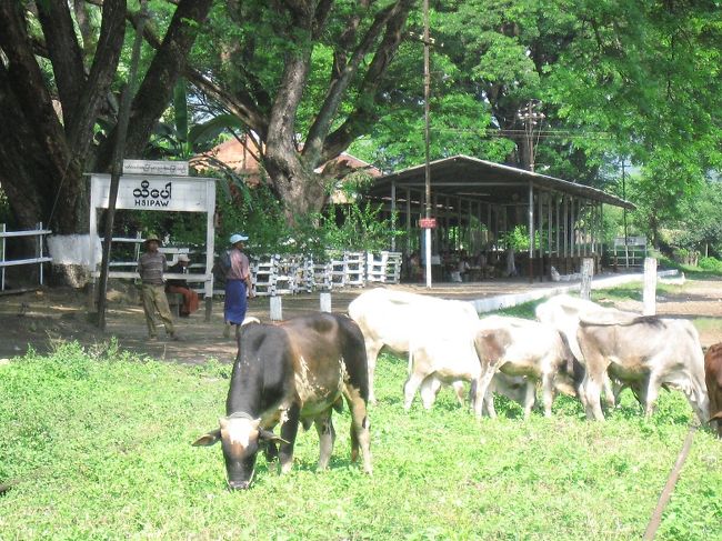 牛や、(Hsipaw駅)