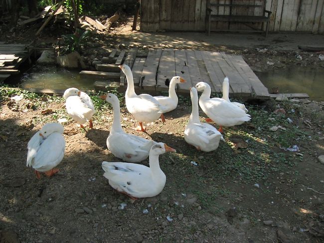 アヒルなど。