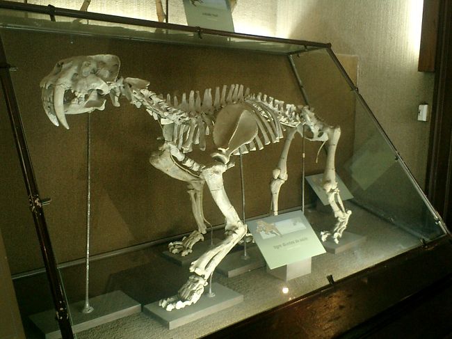 <br />　牙があります。