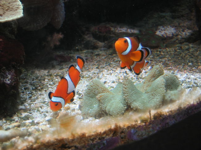 【水族館で大はしゃぎ（親が）】<br />続いて、アウトリガー周辺の中心部へ向かい、世界一長いトンネル水族館「アンダーウォーターワールド」へ。<br />サメやエイ、大きなウミガメに熱帯魚、いろんな魚が間近に迫ってきてすごい迫力です。<br />息子も今回は起きていてくれたので、興味を示して「アーウー」と言っていました。<br /><br />が、一番はしゃいでしまったのは私たち。<br />真下から見たエイの情けない顔。<br />真正面から見たフグのどうしようもない顔。<br />やる気なく地面でふせっているサメのアンニュイな顔。<br />どこを見てもおかしくておかしくて、なかなか先に進めませんでした。<br />入場料20ドル、高いと思ったけど、値段以上に楽しませてもらえました。<br /><br /><br />写真／こちらはカワイイ熱帯魚。ニモですね。
