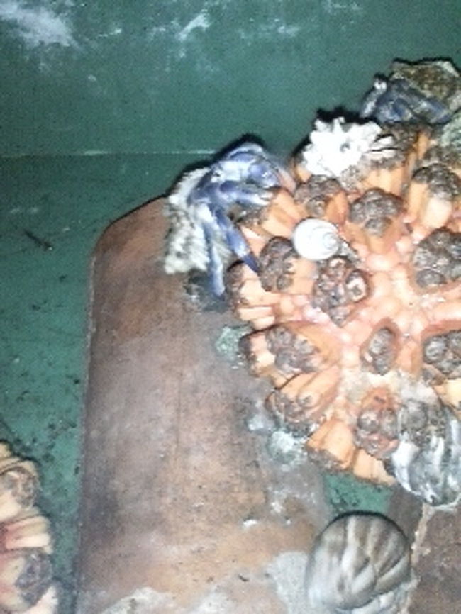 夜コンビニの帰りに大きいヤドカリ発見！！<br /><br />騒いでたら、更に奥でもごそごそ聞こえるから<br />ライトで照らしてみたら、奥でおじちゃんが寝てた。<br /><br />外なのに！って思ってビックリしたけど<br />のどかだからできる事だね。