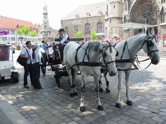 教会のまわりでは馬車にも乗れます。