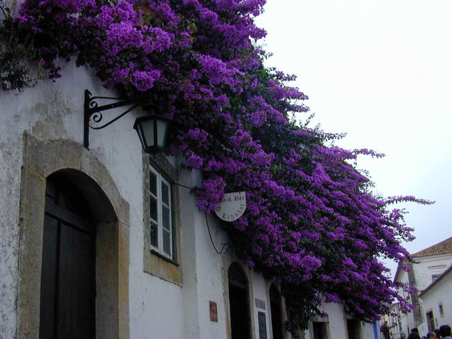 オビドス市内にはこのようなきれいなブーゲンビリアが咲いていました。