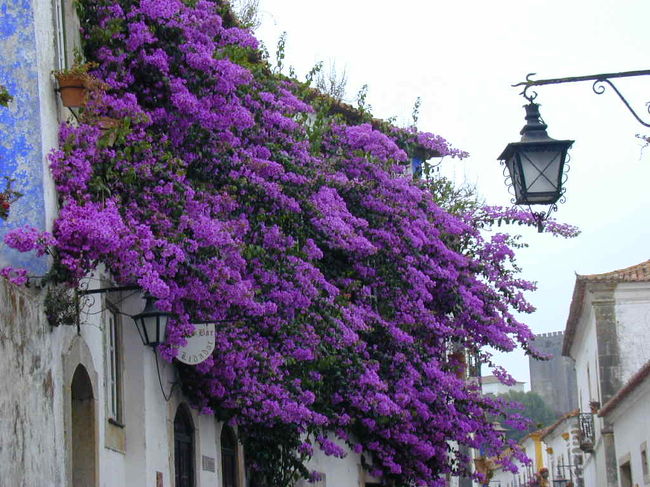 きれいなブーゲンビリアです。暑い夏の朝でした。