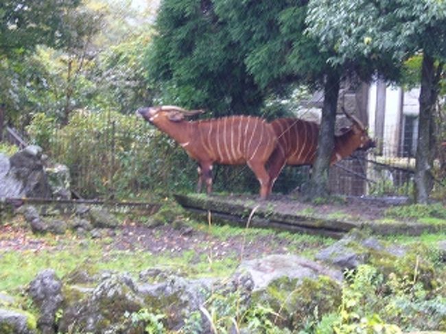 富士サファリパークと富士急ハイランドで遊んできました その１ 静岡県の旅行記 ブログ By ｍａｒｓｙさん フォートラベル