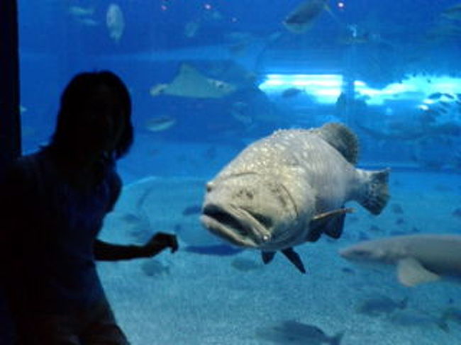 ちゅら海水族館 と沖縄料理 那覇 沖縄県 の旅行記 ブログ By Kitanoyukikoさん フォートラベル