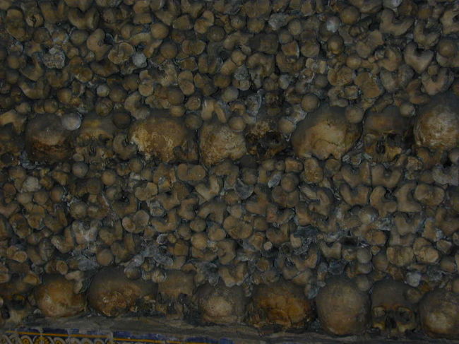 頭骸骨も見られます。