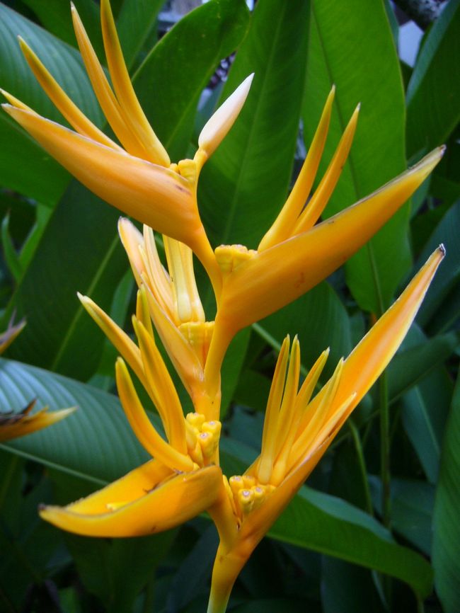 夕方ホテルに戻ってきてからは部屋でゆっくりくつろぎました。<br /><br />ホテルには色んな花がたくさん咲いていて南国の雰囲気を一層醸しだしていました。