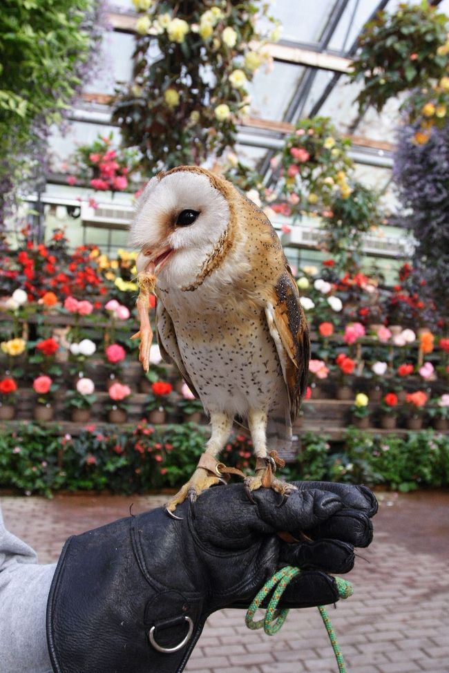 富士山を見に行って来ました フクロウショー編 富士宮 静岡県 の旅行記 ブログ By ３８うさぎさん フォートラベル