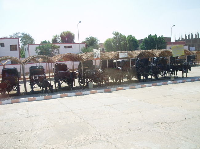 待機するお馬さんたち。