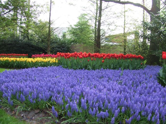2007年のキューケンホフ公園のお花です。毎年デザインが違うのですよ。一年に２ヶ月のみのオープンのお花の公園です。