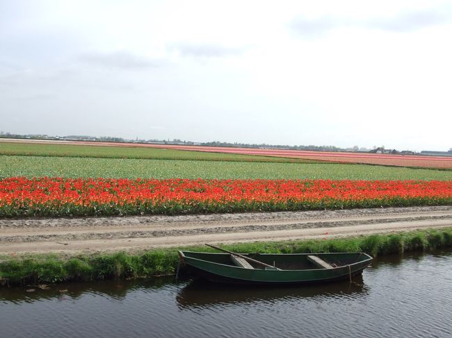 キューケンホフ公園の周りは球根栽培用のお花畑です。お花の絨毯です。