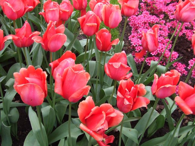 やっぱりチューリップですね
