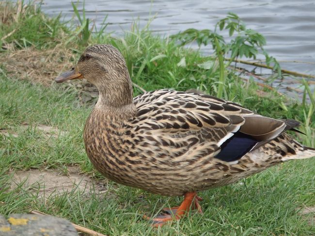 オランダの運河に「かも」ははずせません
