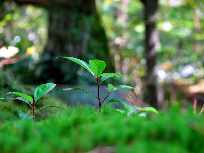 新しく芽生える、、、<br /><br />新旧の命を見せてくれる<br />　　唐招提寺