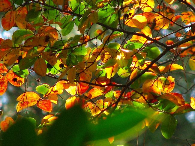 　　秋です。。<br /><br />　　全山とは言えませんが<br /><br />