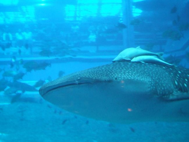 ジンベイザメです。コバンザメも引き連れています。