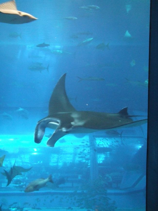 マンタです。私はこの旅でマンタに惚れました（笑）思わず売店でぬいぐるみと絵葉書買ってしまいました。