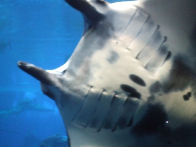 もういっちょマンタ！！の裏側です。