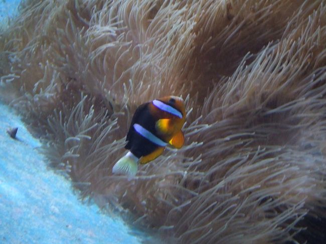 最後にニモ（クマノミ）です