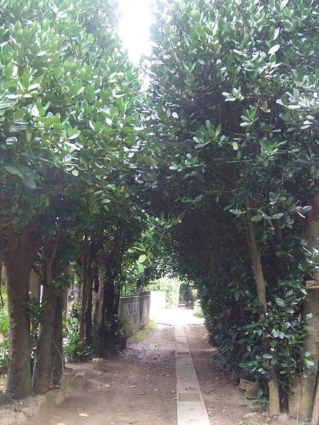 次に美ら海水族館のすぐそばにある備瀬のフクギ並木です。樹齢200〜250年にもなるそうです。確かに綺麗で赴きもあったんですが、人は皆無で雨も降ってきたためか周りは薄暗くかなり気味が悪かったです。女の一人旅ではつらいものがありました。途中で引き返してしまいました。駐車代500円もとられたのに（泣）