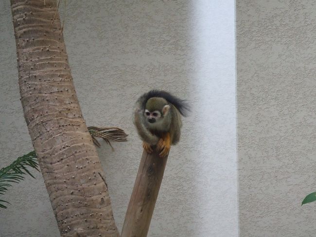 ホテルで飼っているリスです