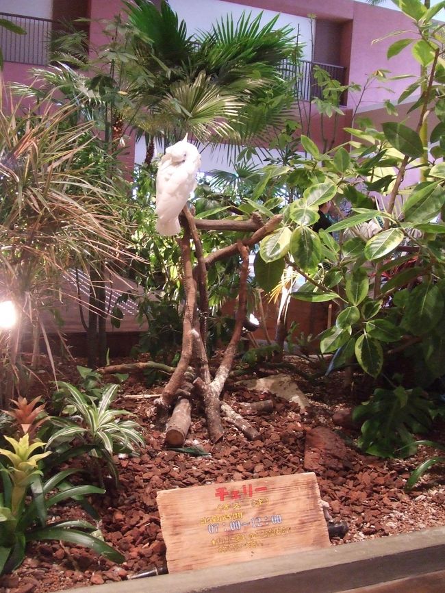 同じくオウムです。ホテルでは他に犬やミニブタも飼っているそうです。