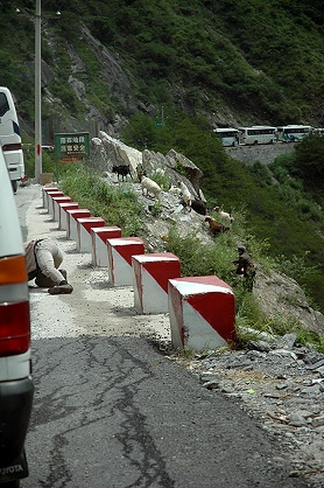 …迪慶チベット族自治州側の駐車場の整備は、押し寄せる観光地化の波に乗り切れず、ただでさえ狭い道にバスが延々と駐車。<br />虎跳峡への下り口まで、皆さん数百ｍほど歩いていました。<br /><br />どこに駐車したらいいのか迷う運転手さん。<br /><br />その時に見たのは、<br />崖の下からヤギを追って上って来るおじさんと、車の下に半身入れて何かしているおじさんの怪しい格好。<br /><br /><br />この後、SUR SHANGHAIが雇ったワンボックス型タクシーは、駐車場まで行っていいという指示があったので、運転手さんはホッとしたみたい。