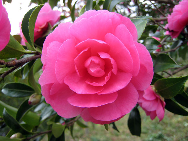 椿です。キレイな色でした。