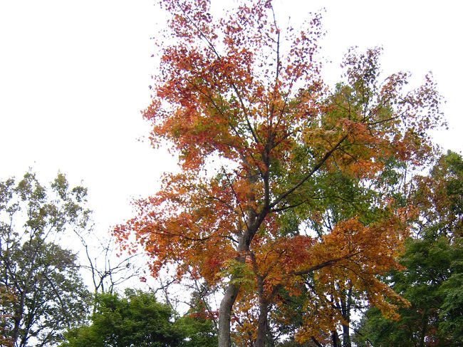 わずか数本の紅葉です。