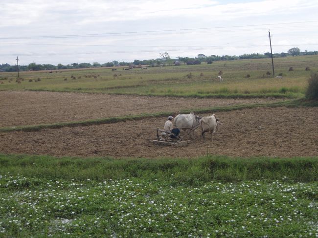 ヤンゴンから少し走ると、こんなのどかな風景が広がります。エアコンもファンもないけど窓から爽やかな風が入ってきて気持ちいい〜