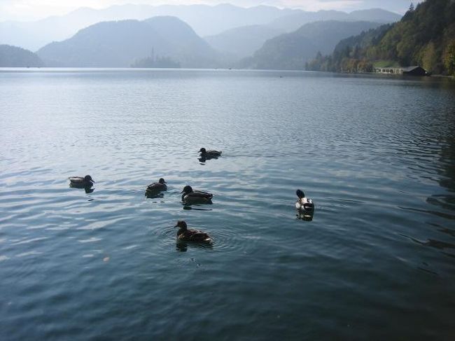 鴨たちがのびのび遊んでます