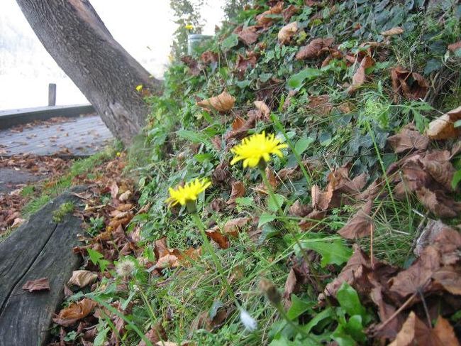 島に到着<br /><br />タンポポのようなお花が