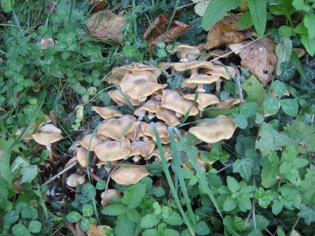 船頭さんがここを見てと教えてくれて<br /><br />キノコでした。