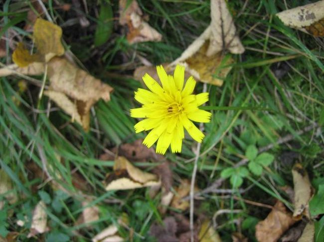 こんな可愛いお花も