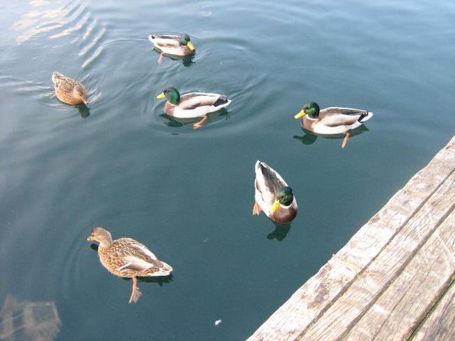 鴨たちもの〜んびり