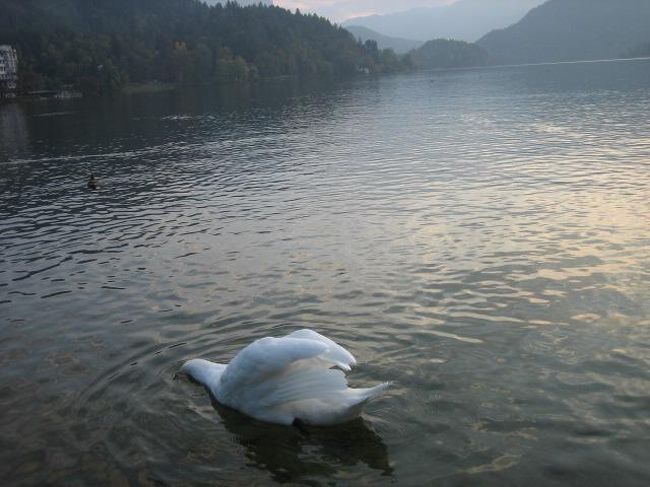 幸せの白鳥が突然現われてきたようで、うれしくなりました