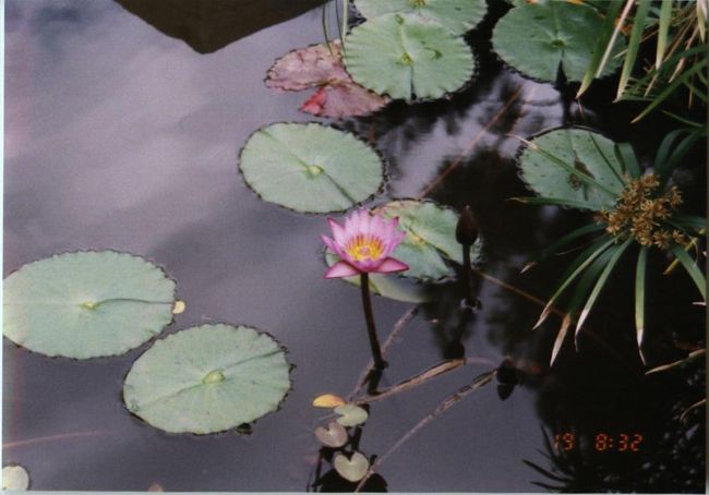 オリエンタルな感じ