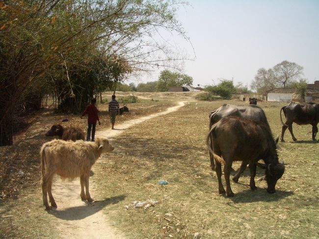 のどかな　田舎の風景です。<br />牛が　ヤギが、ノンビリ！　草を　食べています。