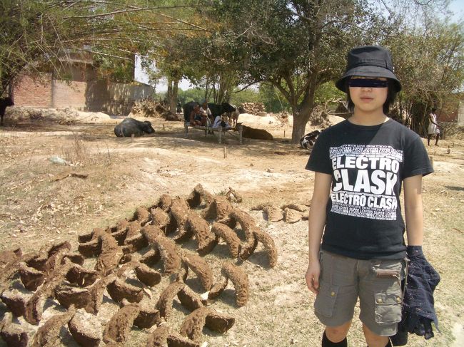 牛糞を　干しているんですね・・・。<br />少し　カーブさせて、　一個が　（３０ｃｍ　ｘ　１５ｃｍ）の　大きさ！です。（笑）<br />２つを　立てかけて、まずは、乾燥！させます。<br /><br />ガスも電気も無い！ので、当然、牛糞が、燃料！と　なります。