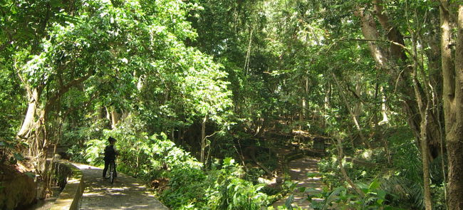 フロントには、レンタサイクルが待機。<br />カッコいい、マウンテンバイク。 <br />ではさあ、出発です。<br /><br />ホテルを出てすぐ、<br />早速、熱帯雨林のジャングルを行く。