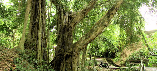 このあたりは、モンキーフォレストと言う名の森。