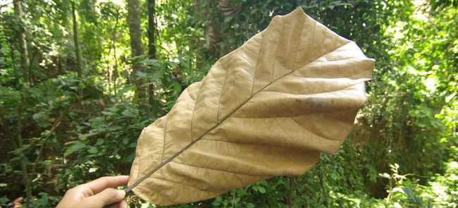 大きな葉っぱ発見！