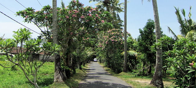 開けた場所に出る。<br />ヤシの気持ちのいい路。<br /><br />が、借りた自転車、どうも変。<br />というのも、変速をすると、ガリガリガリと妙な音をたて、<br />チェーンが今にも外れそうになる。<br />これは、コツがいりそうだな。<br />ややギクシャクしながら、緩やかなスロープを行く。