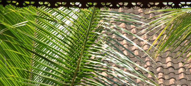 ヤシの葉と藁屋根のコントラスト