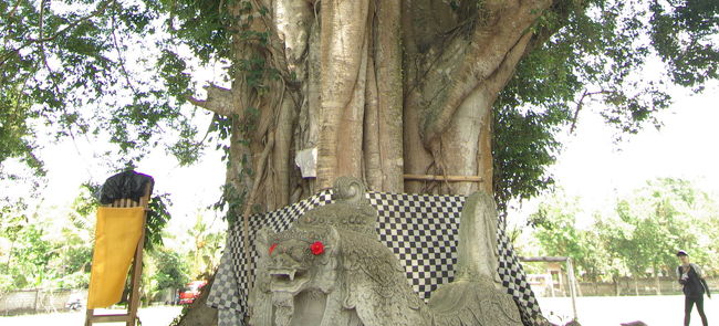 寺院前には、立派なご神木。