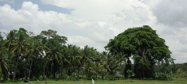 道路沿いに、ひときわ目立つ木。
