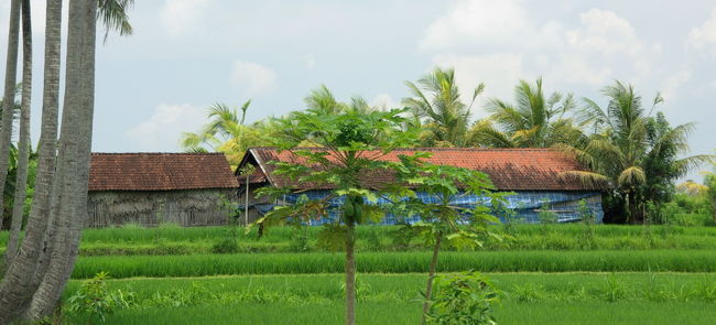 あたりは一帯、ヤシ＆水田ゾーン